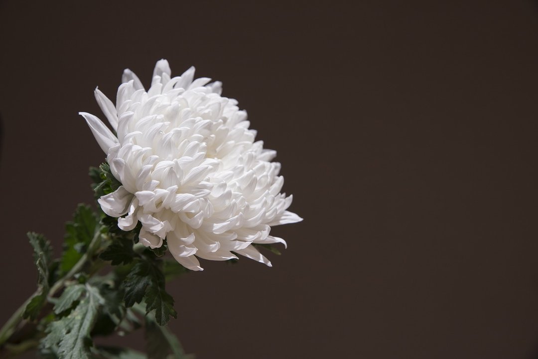 chrysanthemum-5253659_1280