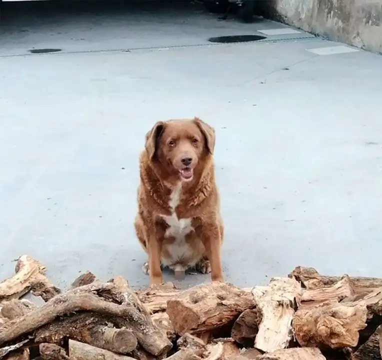 Perro mas viejo