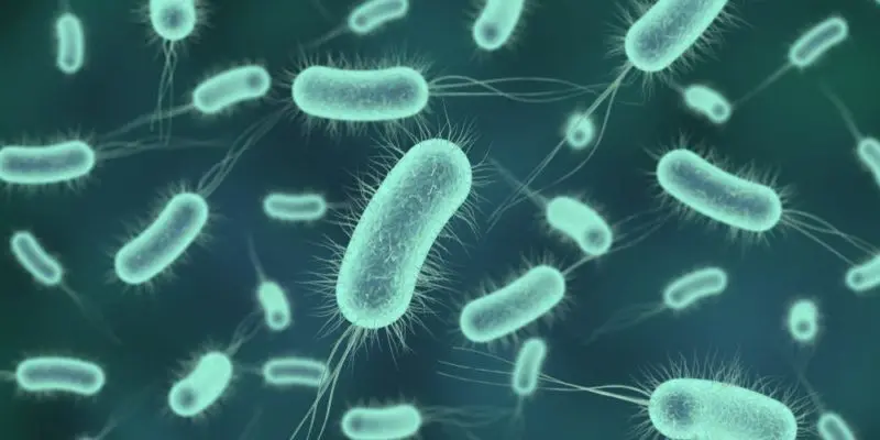 bacteria