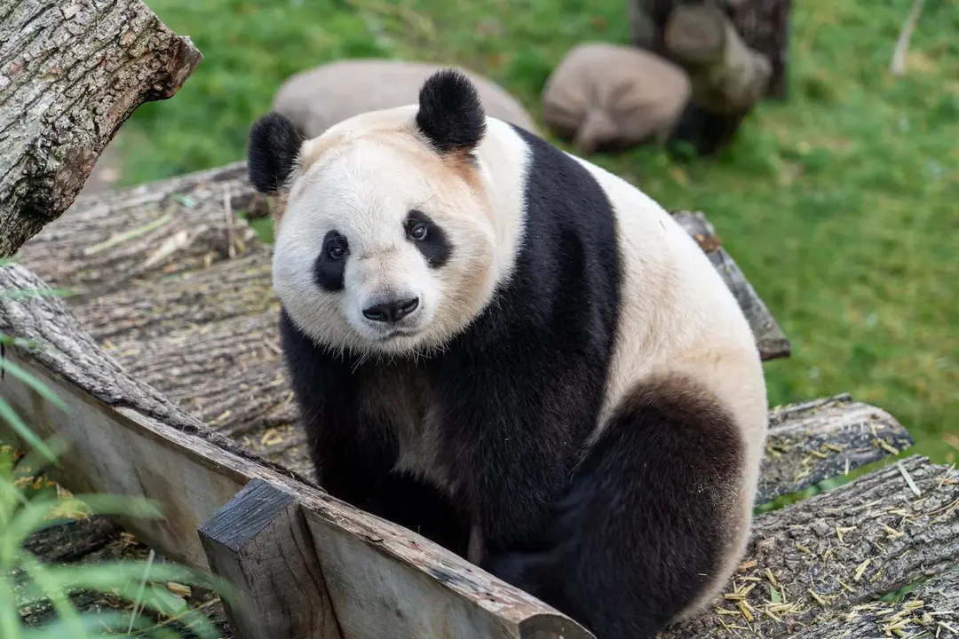 Oso Panda