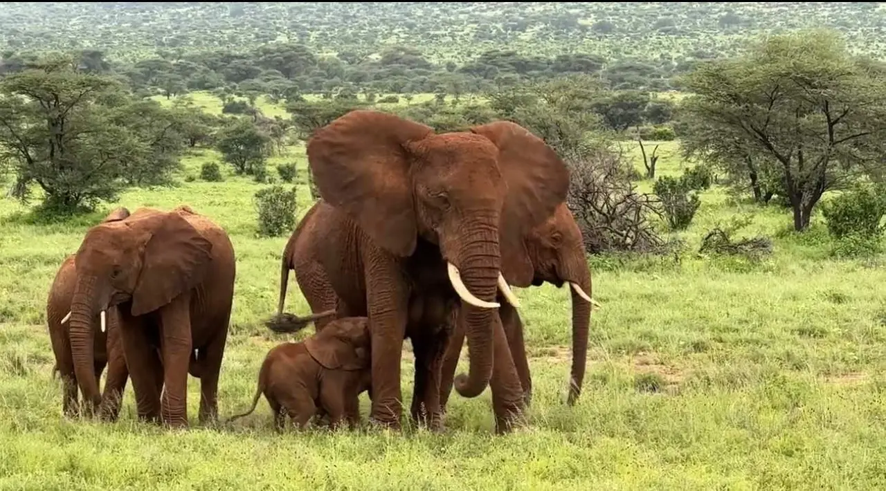 Captura de video