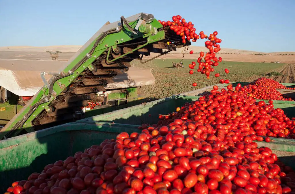 Tomates