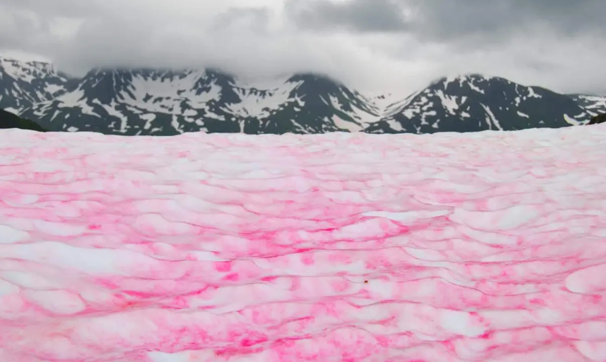 Nieve Rosa