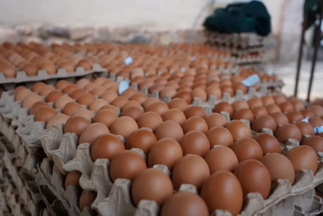 Huevos