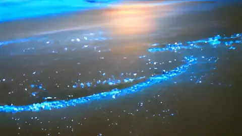 Bioluminiscencia en la playa