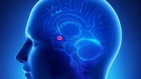 Admígdala cerebral/P24