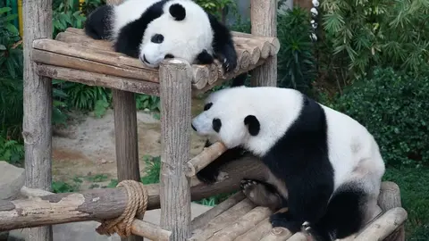 Oso Panda