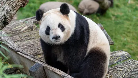 Oso Panda