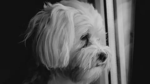 Cortesía/Referencia