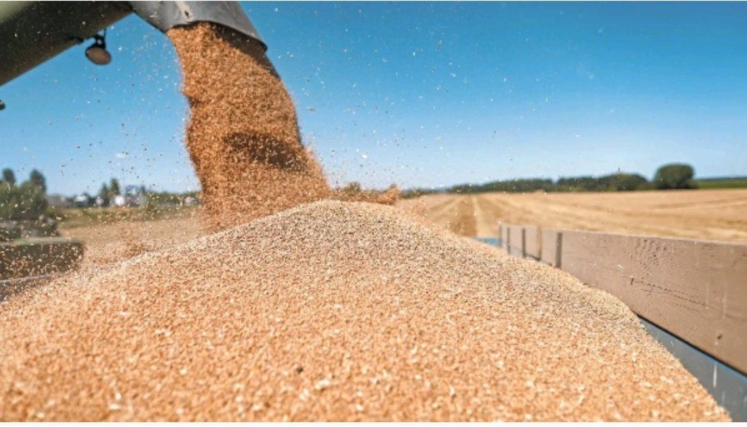 Rusia ha anunciado que prorrogará el acuerdo del grano