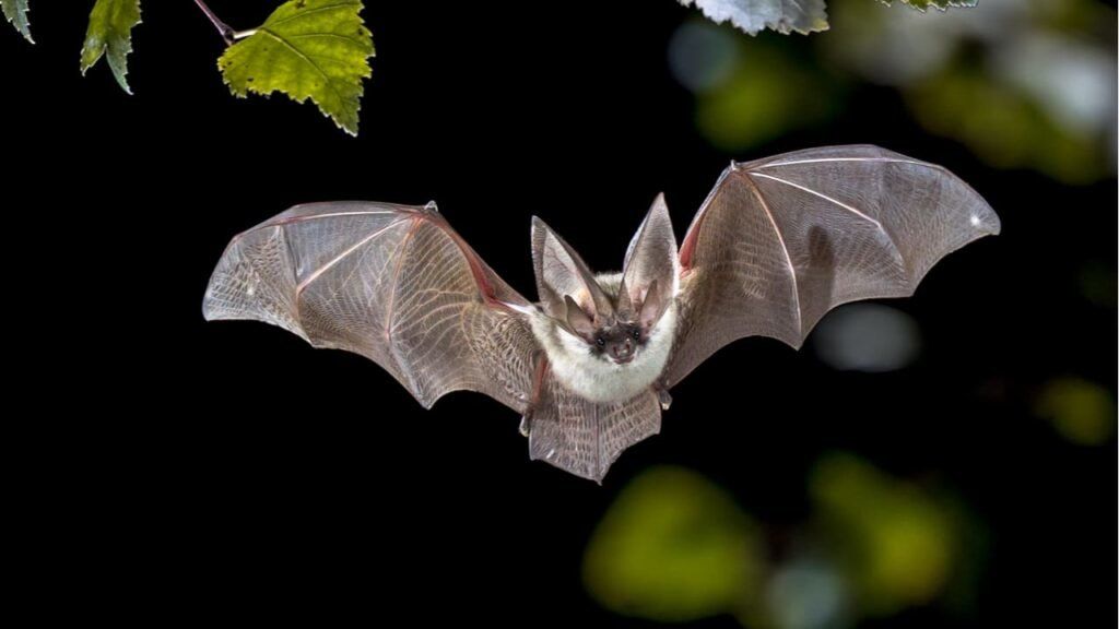 En Uruguay: descubren un murciélago infectado con rabia