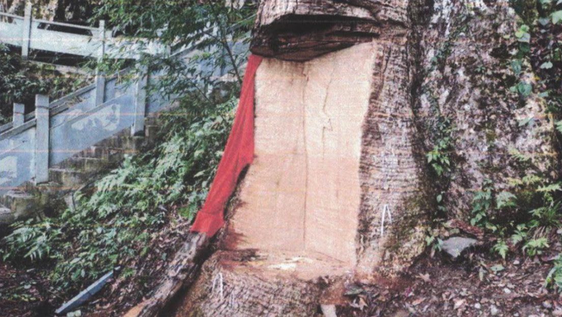 ¡En China! Condenan a once personas por dañar un árbol de 2600 años