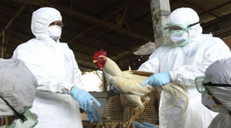 OPS advierte que gripe aviar puede afectar al suministro de pollo en Suramérica