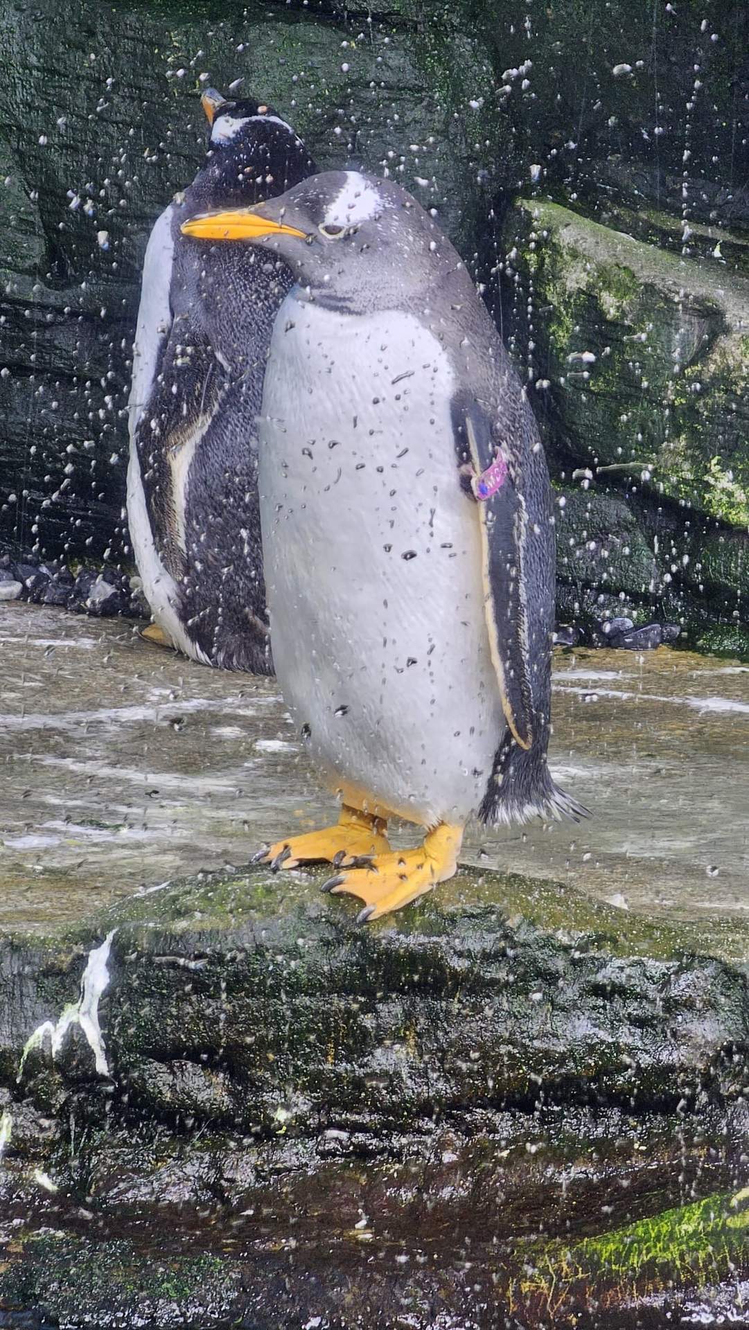 Pingüino