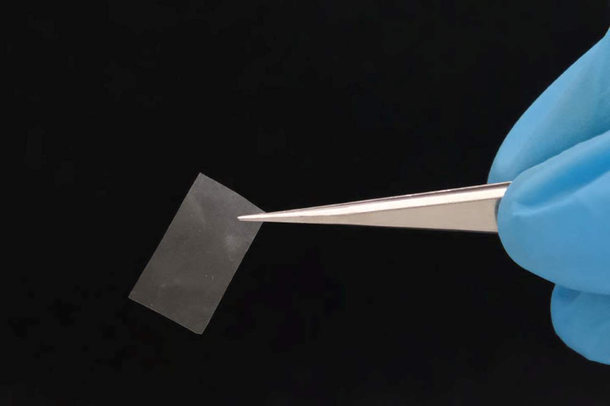 Científicos suizos desarrollan micelio vivo como alternativa biodegradable al plástico