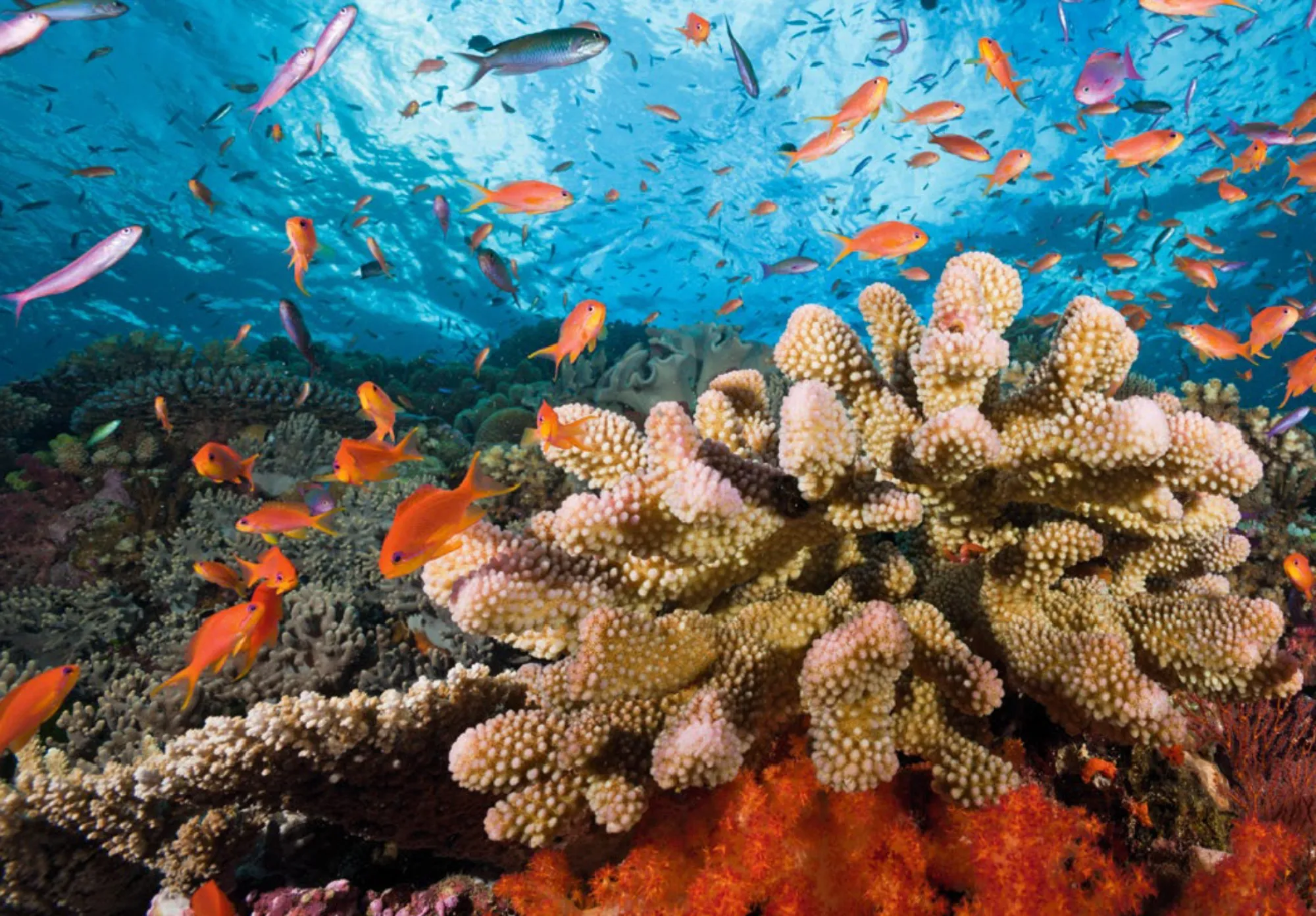 Un estudio en PNAS concluye que recuperar los arrecifes ayudaría a alimentar a millones